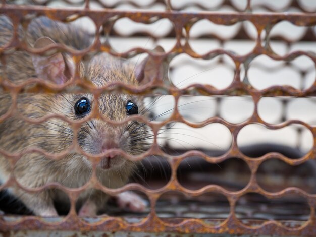 The rat was in a cage catching. Rat has contagion the disease to humans such as Leptospiro