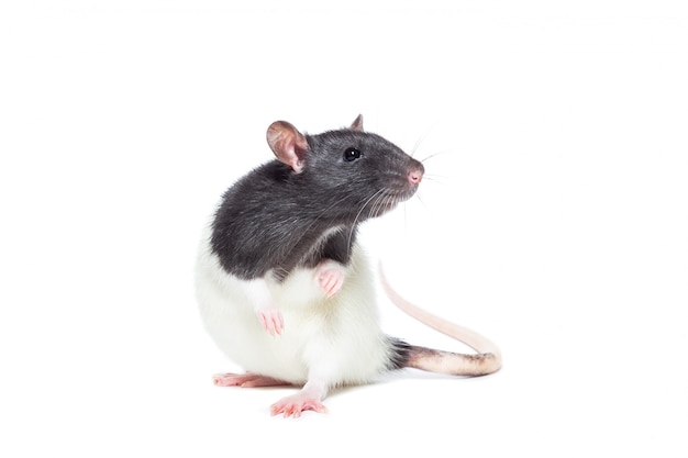 Rat on white background