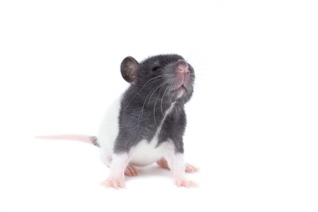 Rat on white background