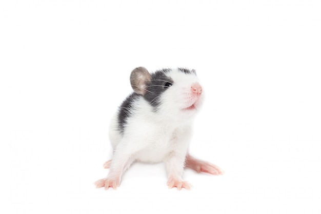 Rat on white background