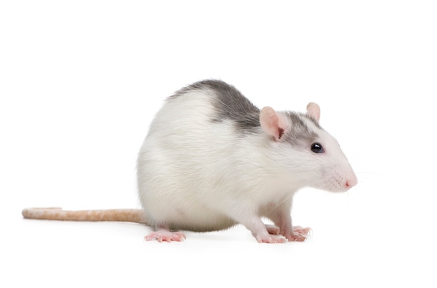 Photo rat on a white isolated