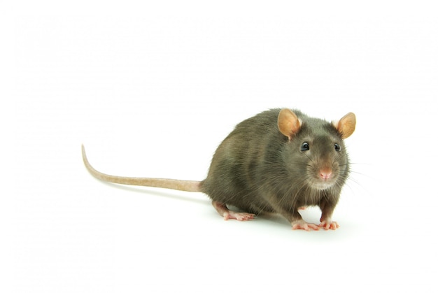 rat on white isolated