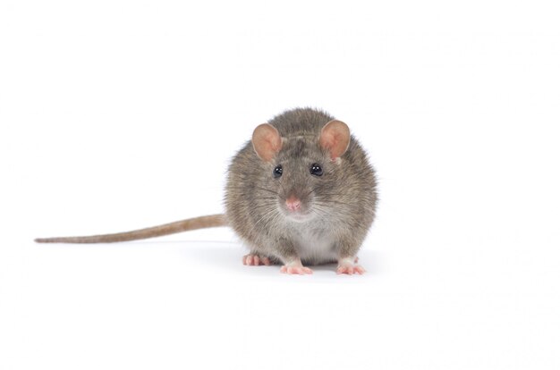 Rat on white isolated