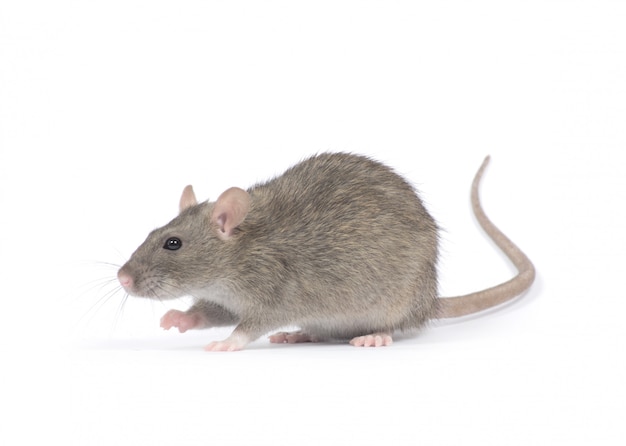 Photo rat on white isolated