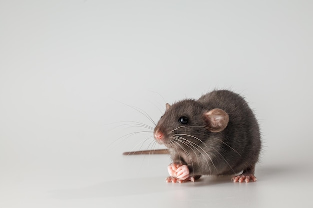 Rat with black fur Rodent isolated on a gray background Animal portrait for cutting and lettering