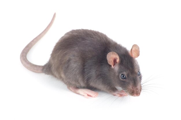 rat