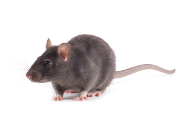 rat