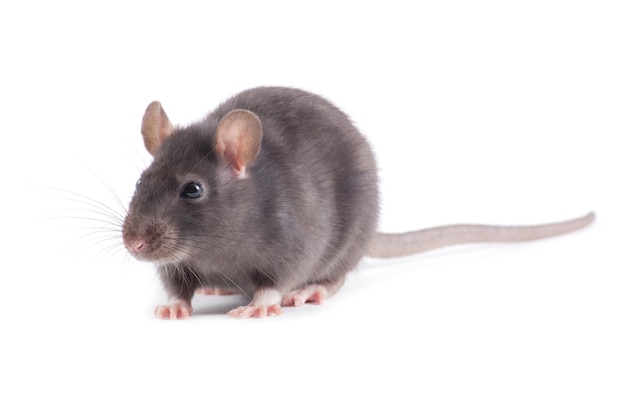 rat