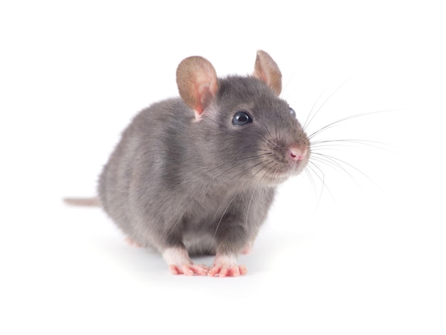 rat