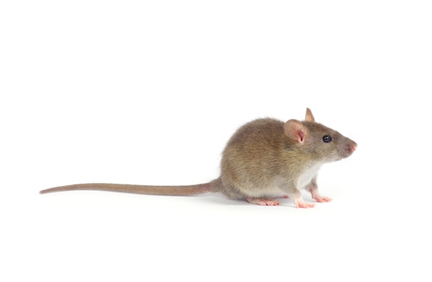 Rat