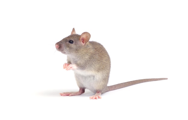 rat