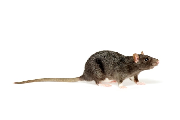 rat