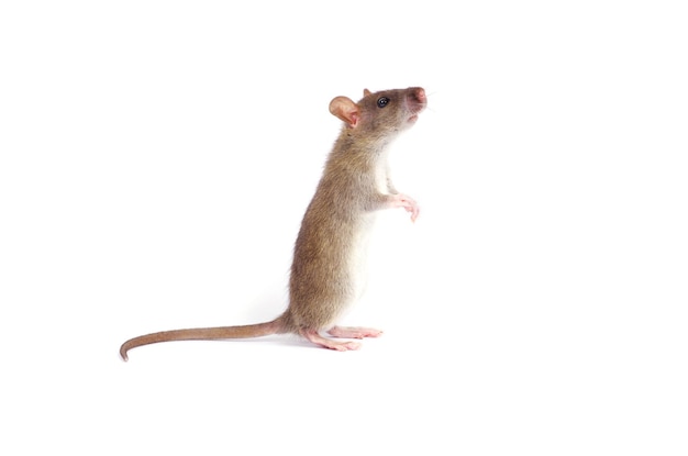 rat