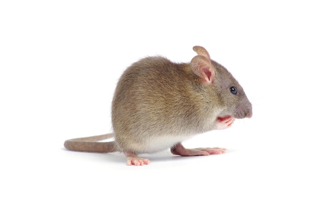 rat