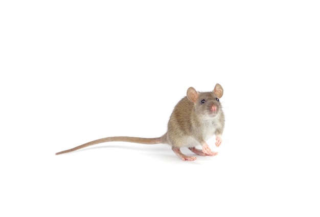 rat