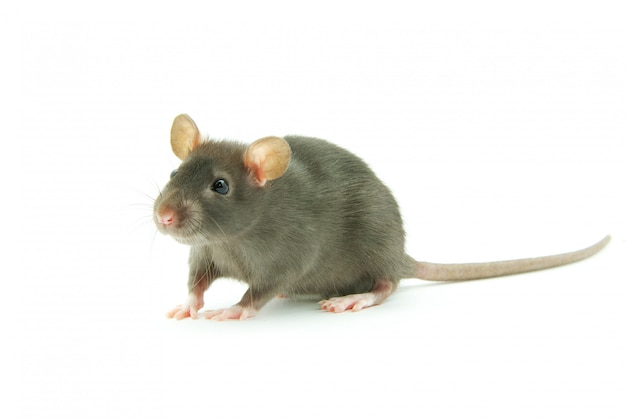 rat