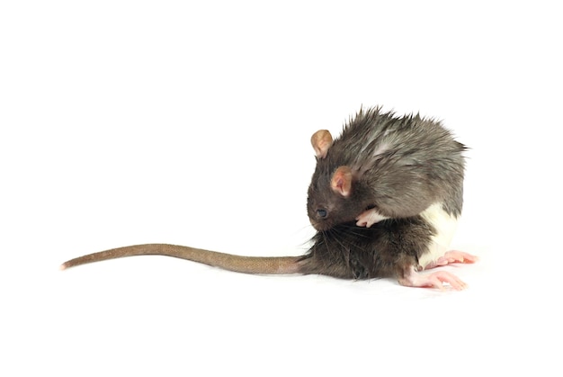 rat