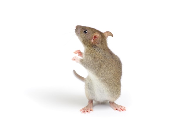 rat