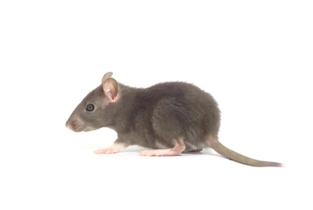 Rat