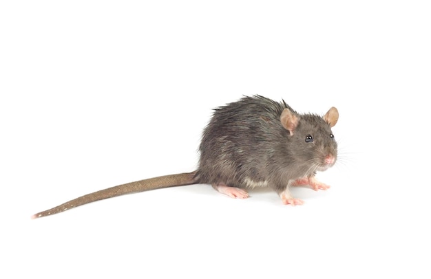 Rat