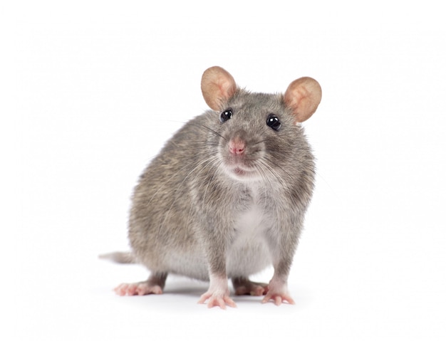 Rat