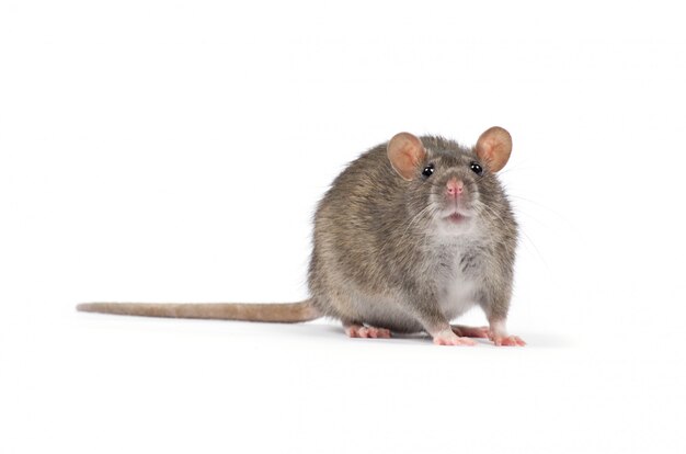 Rat