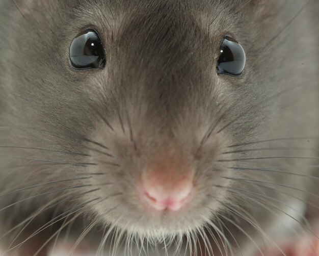 Photo rat