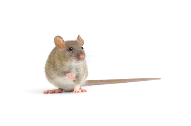 rat