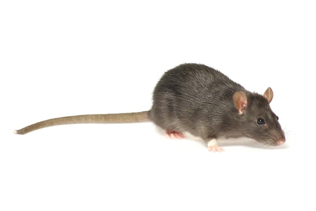 rat