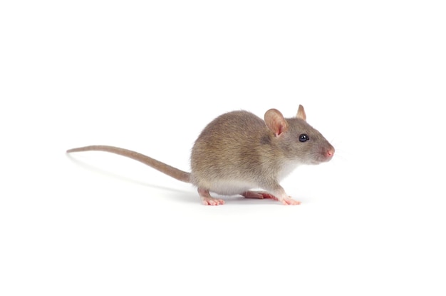 Rat