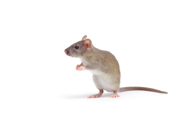 Rat