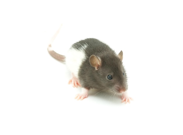 rat