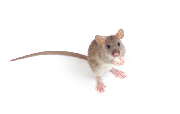 rat