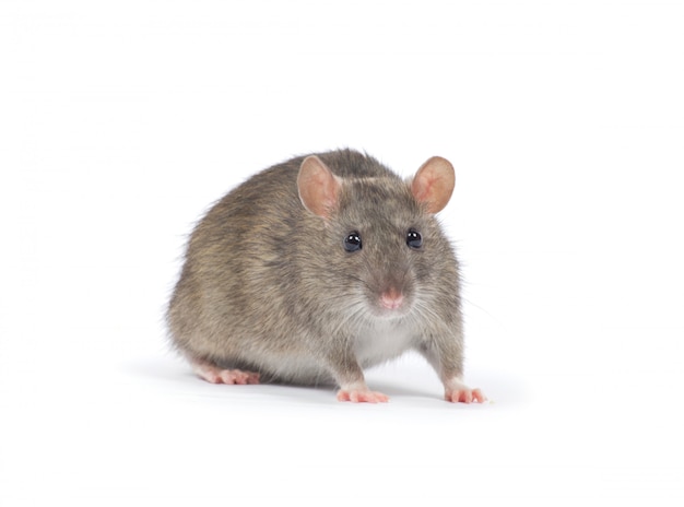 Rat