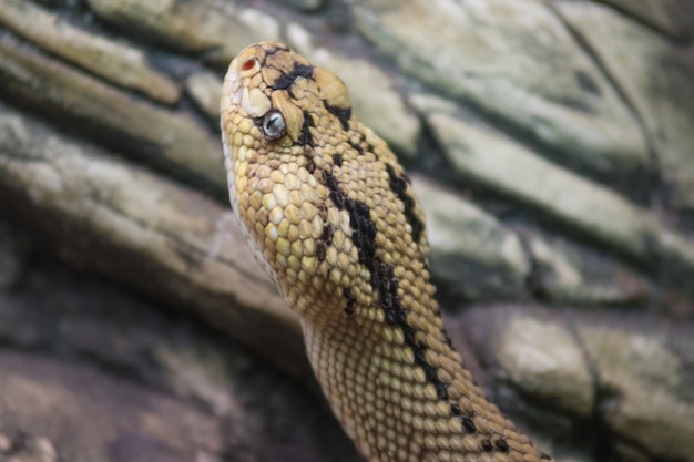 Ratelslang (crotalus) close-up weergave