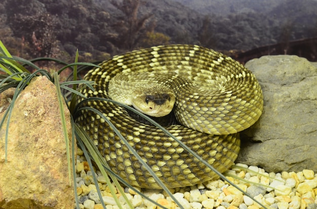 Foto ratelslang op de loer om aan te vallen