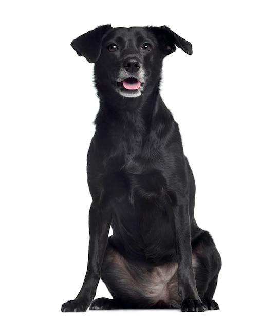 Ratier dog sitting and panting, isolated on white