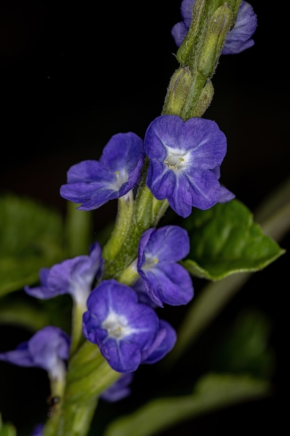 Rattail Plant Flowers of the species Stachytarpheta cayennensis