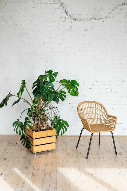 A rattan wicker chair against a white brick wall with a large potted plant. modern stone brick wall empty living room.