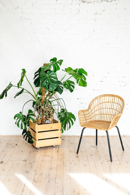 A rattan wicker chair against a white brick wall with a large potted plant. modern stone brick wall empty living room.