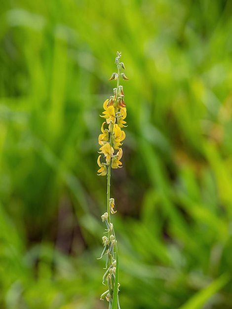 クロタラリア属のタヌキマメ植物の花