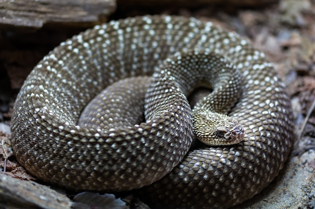 Rattlesnake