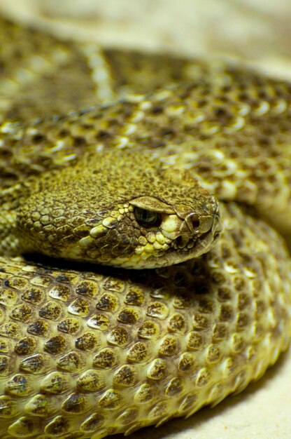 Photo rattlesnake