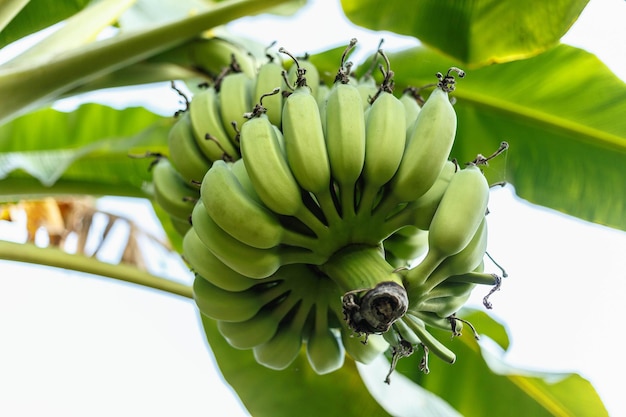 Rauw groen bananenfruit aan de bananenboom