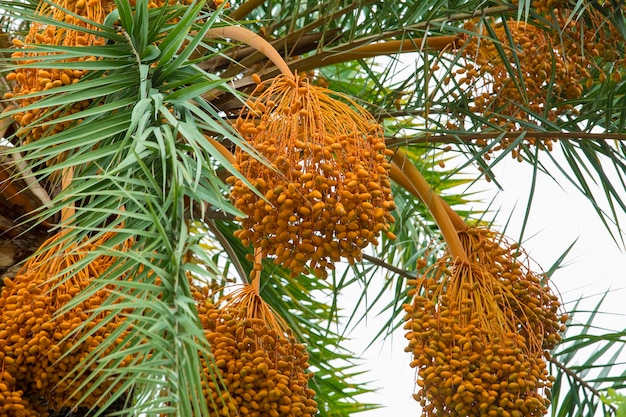 Foto rauwe bos dadelpalm die aan de boom hangt