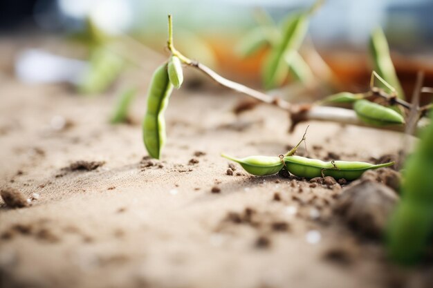 Foto rauwe edamame bonen met landbouwcontext van de bodem