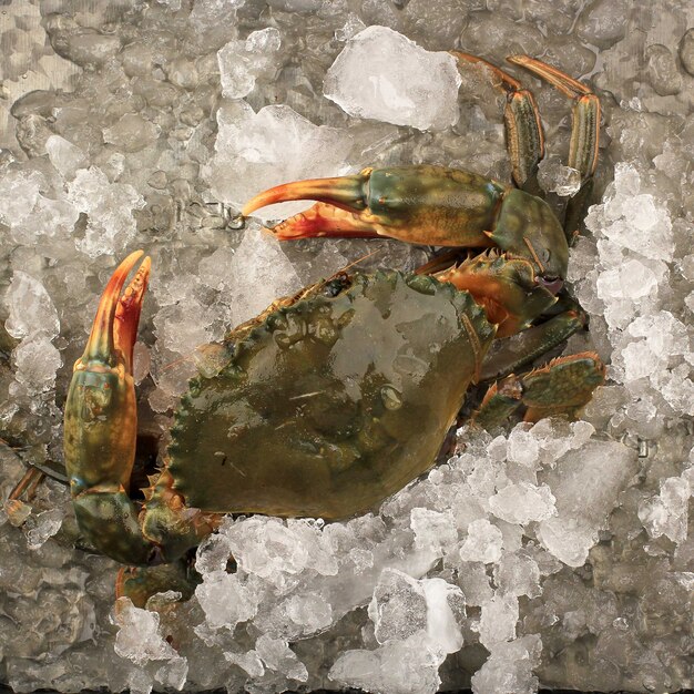 Foto rauwe eierkrab voor het koken van heerlijk eten