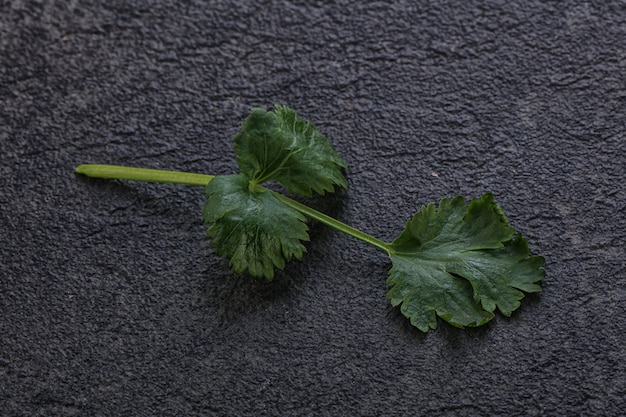 Rauwe groene aroma cilantro bladeren kruiden