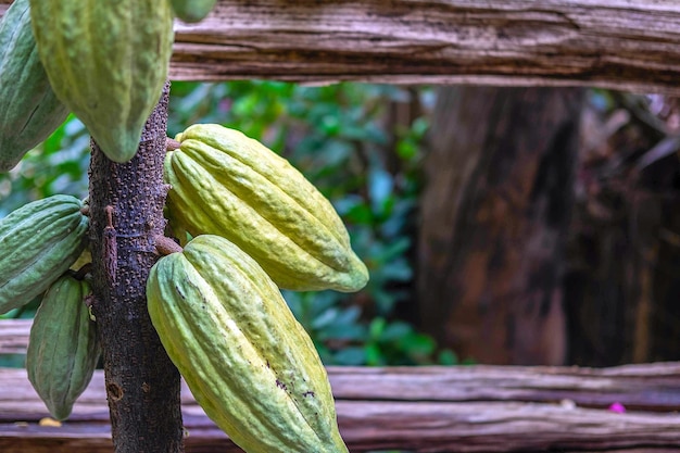 Rauwe groene cacaopeulen groeien bijna volgroeid op cacaobomen