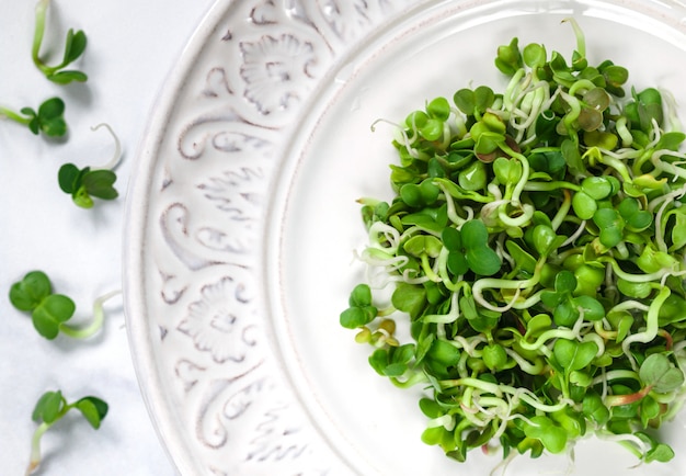 Rauwe groene organische radijs of daikon Microgreens